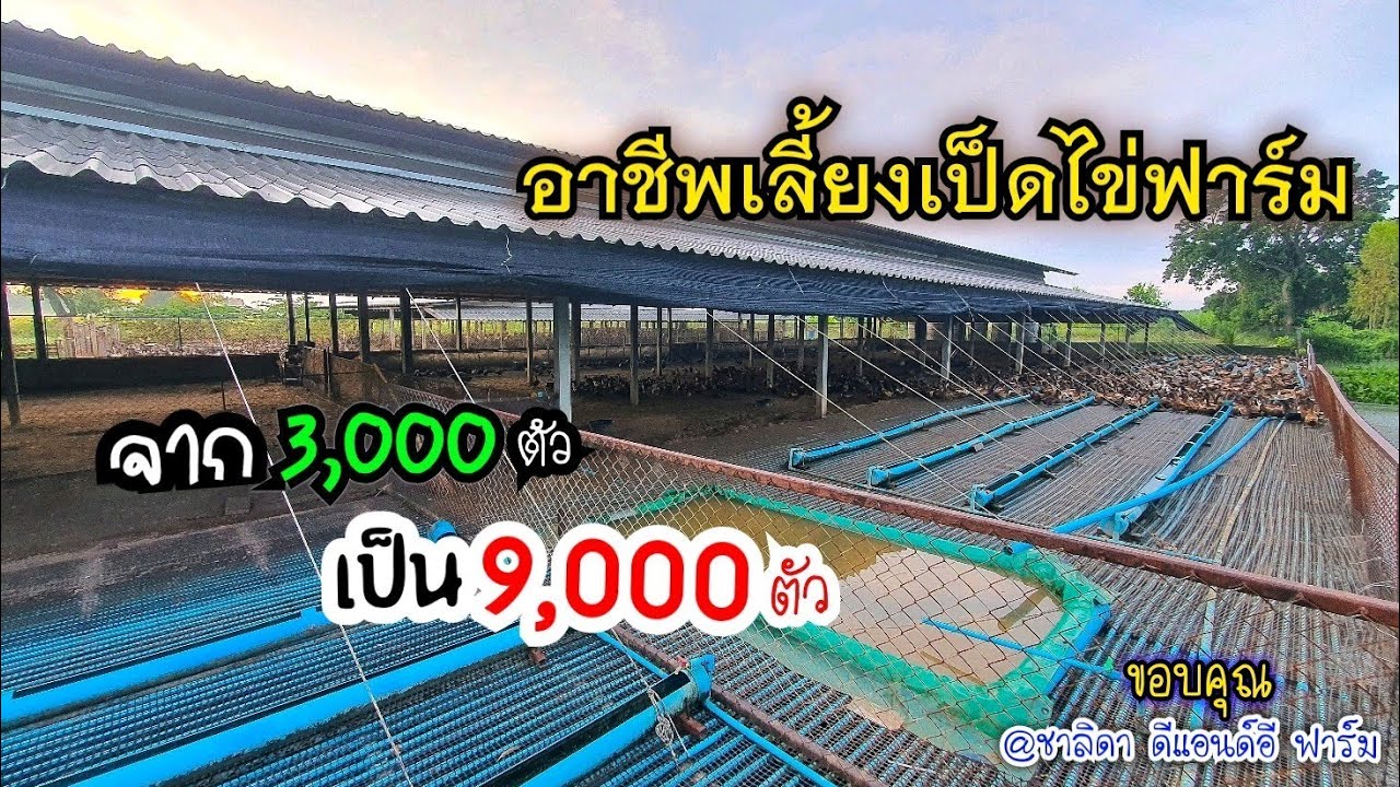 อาชีพเลี้ยงเป็ดไข่ฟาร์ม กับรายรับ 300,000 ต่อเดือน | แนวทางและการจัดการดูแล