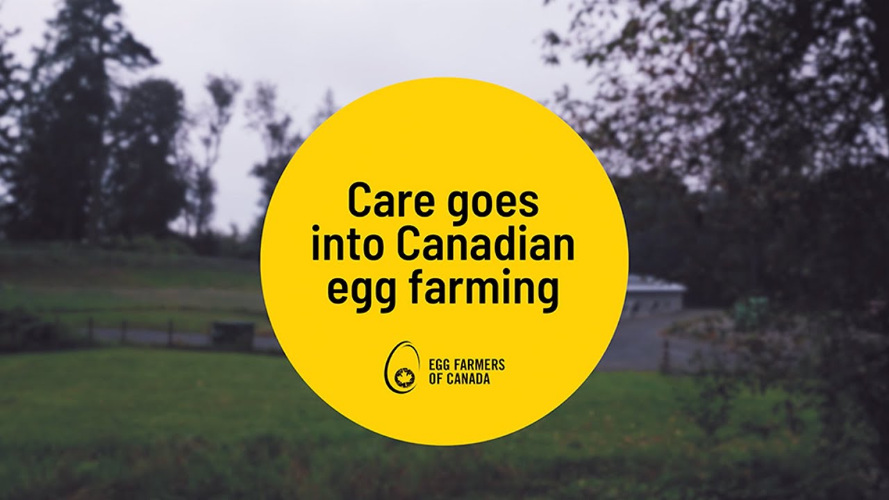 Learn about egg farming at B Jack Farms