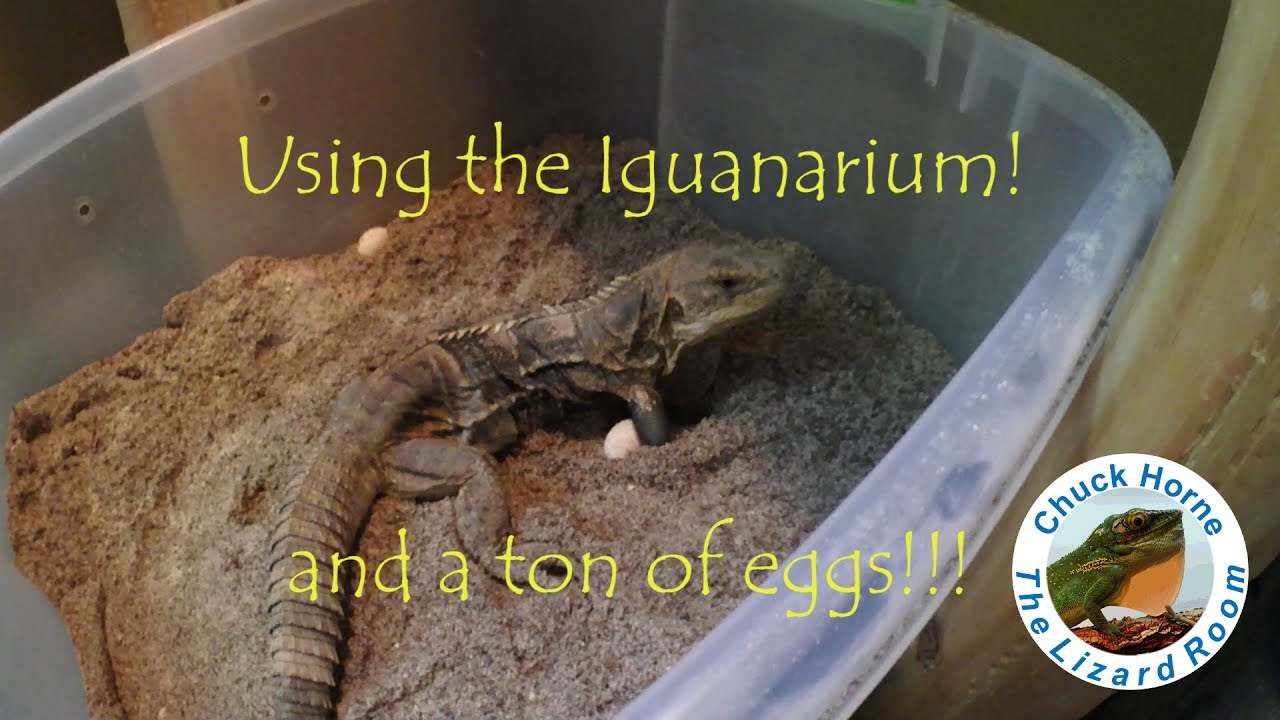 Iguanarium and Iguana Eggs