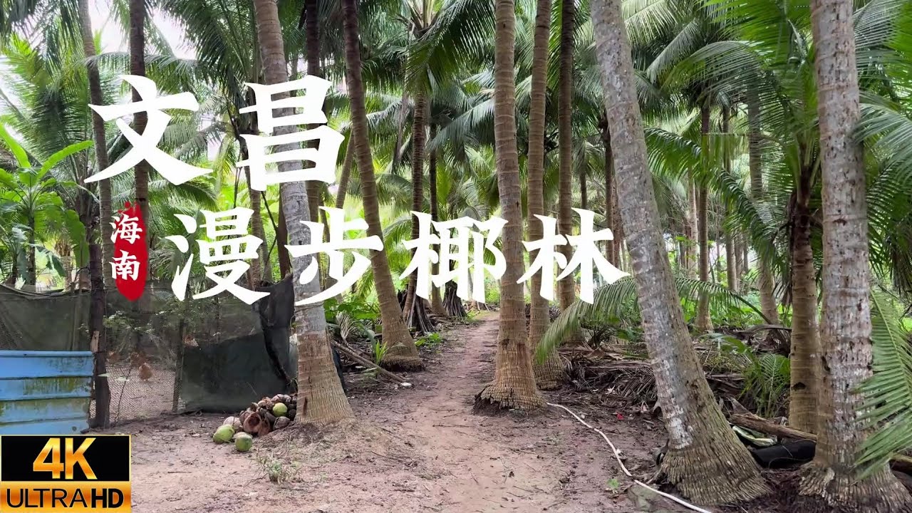 海南体验走在大片椰树林下的感觉 | Rừng Dừa Ở Đảo Hải Nam Trung Quốc