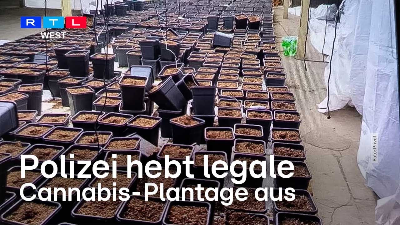 Verwechslung in Hagen: Polizei hebt legale Cannabis-Plantage aus | RTL WEST