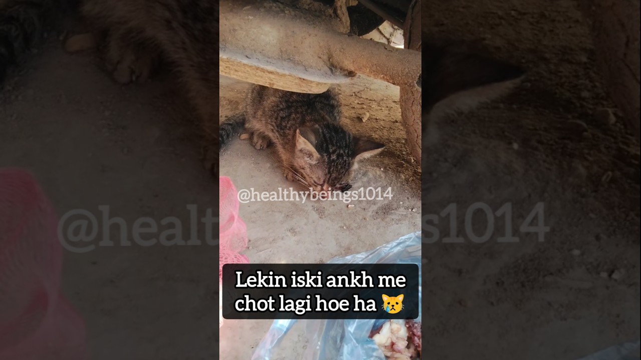 Stray kitten 😿