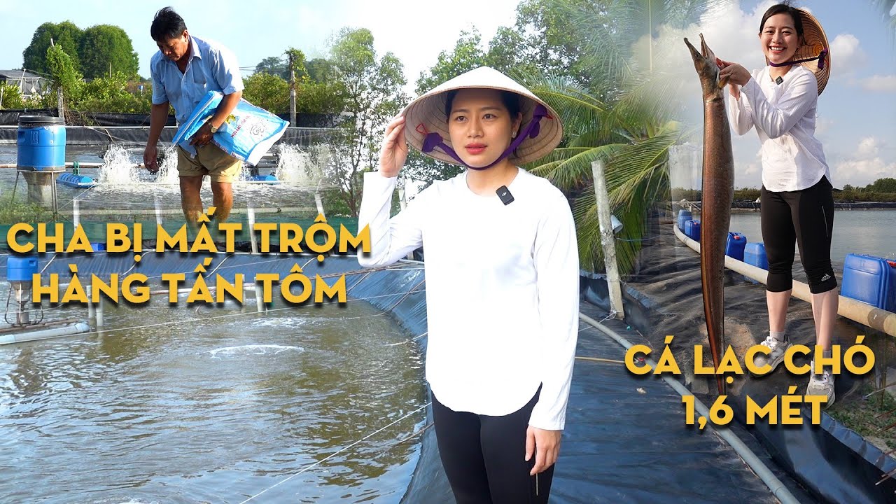 Về Nhà Thuốc Cá Vuông Và Câu Chuyện Hàng Tấn Tôm Của Cha Bị Trộm | ÁNH KUA