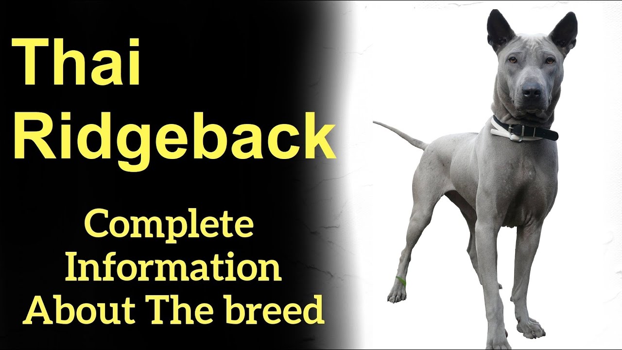 Thai Ridgeback  Pros and Cons, Price, How to choose, Facts, Care, History