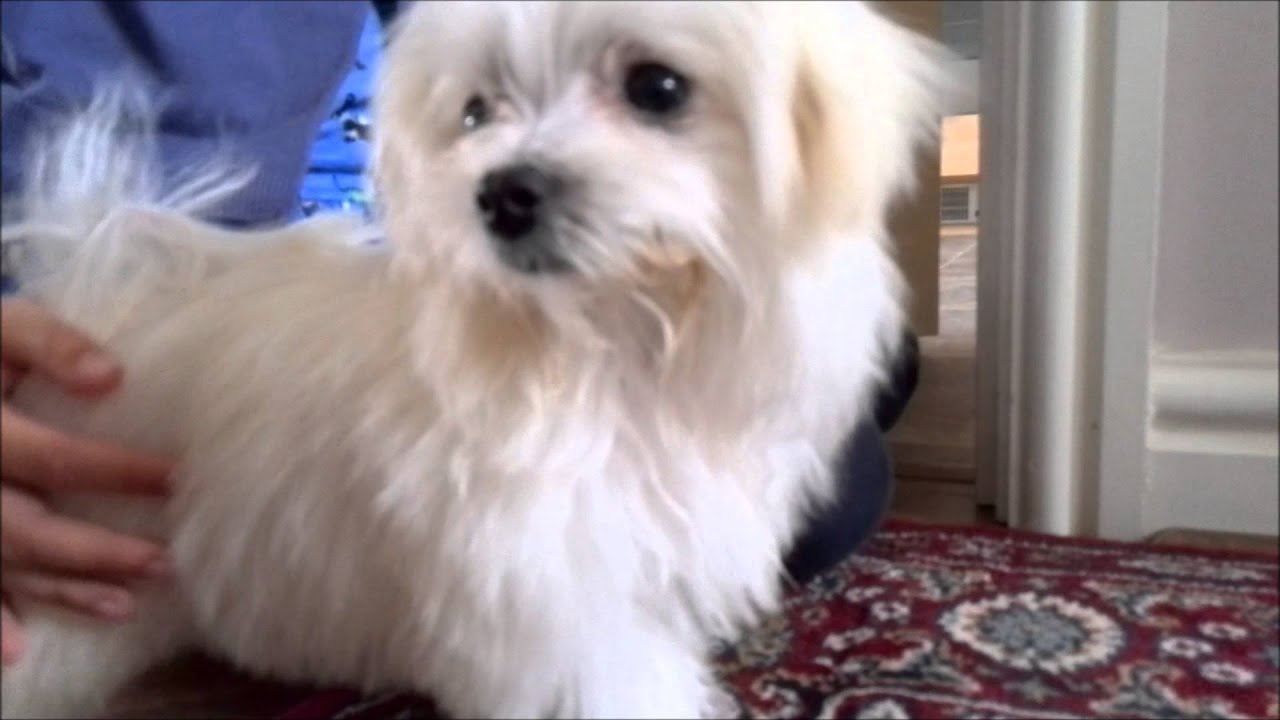 Maltese Puppy Dog -vs- Door Stop!