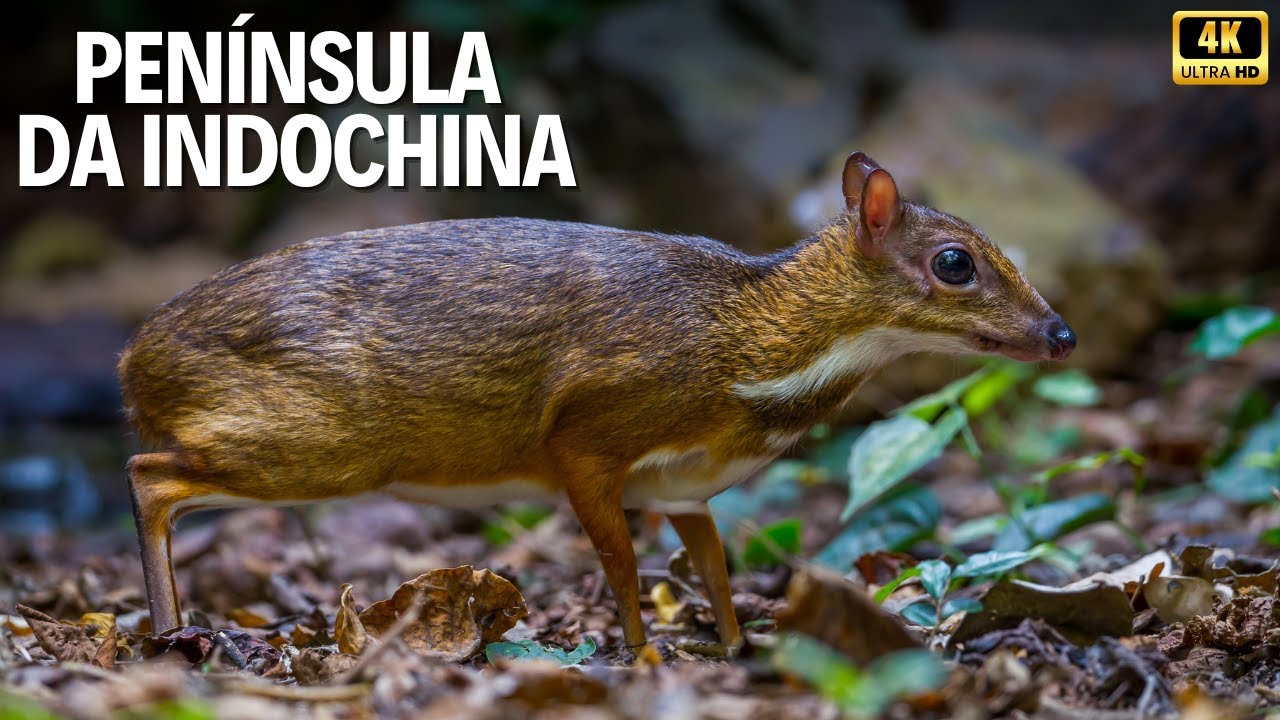 INDOCHINA | O CORAÇÃO DA VIDA SELVAGEM — Mistérios Entre Montanhas e Selvas Tropicais