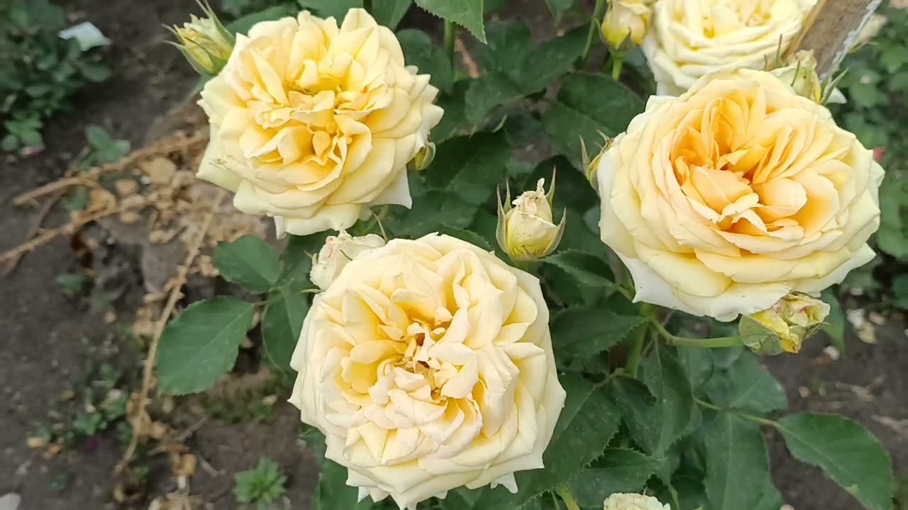 В Райський сад мрії !////Цвіте 400сортів  незвичних троянд /////🌹🌹🌹❤️❤️🤩🤩