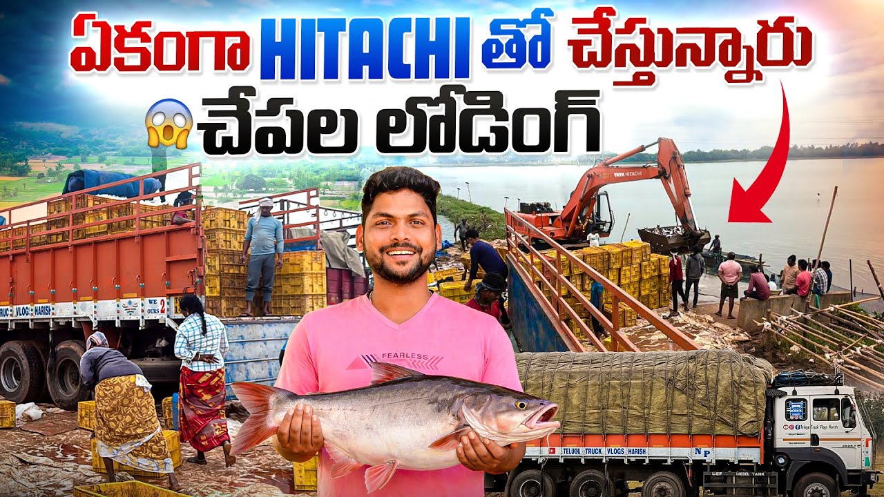 ఎక్కడైనా HITACHI తోనే చేస్తున్నారా? 😱 చేపల లోడింగ్ షాక్!