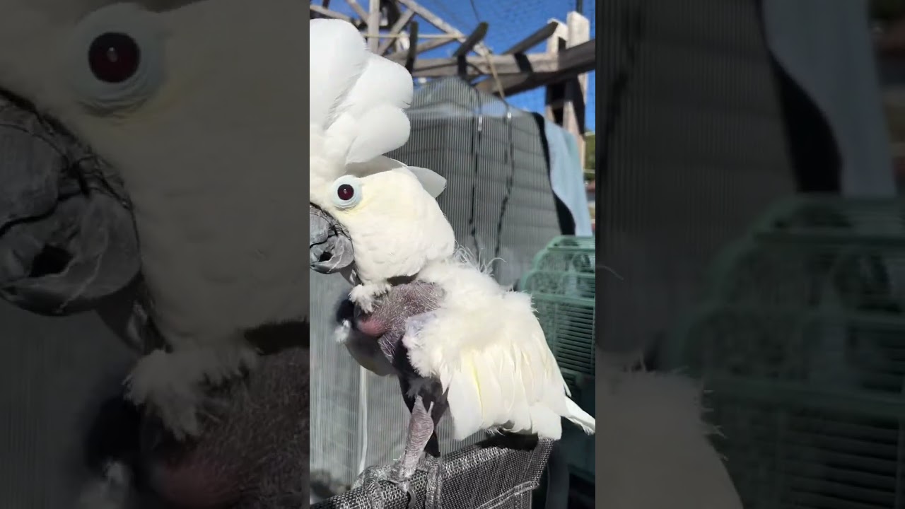 Victoria Cockatoo Dances on Christmas Day. #shorts #flockpower