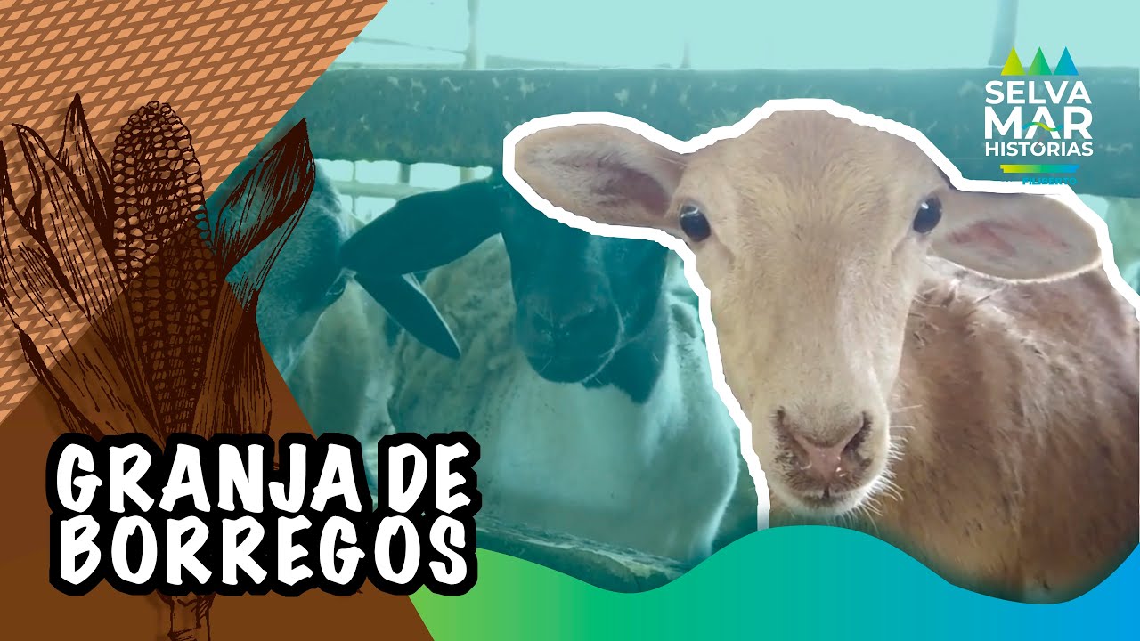 GRANJA DE BORREGOS en sur de QUINTANA ROO | Filiberto Martínez