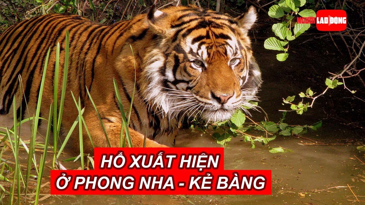Người dân trình báo thấy hổ xuất hiện ở Phong Nha - Kẻ Bàng | Báo Người Lao Động