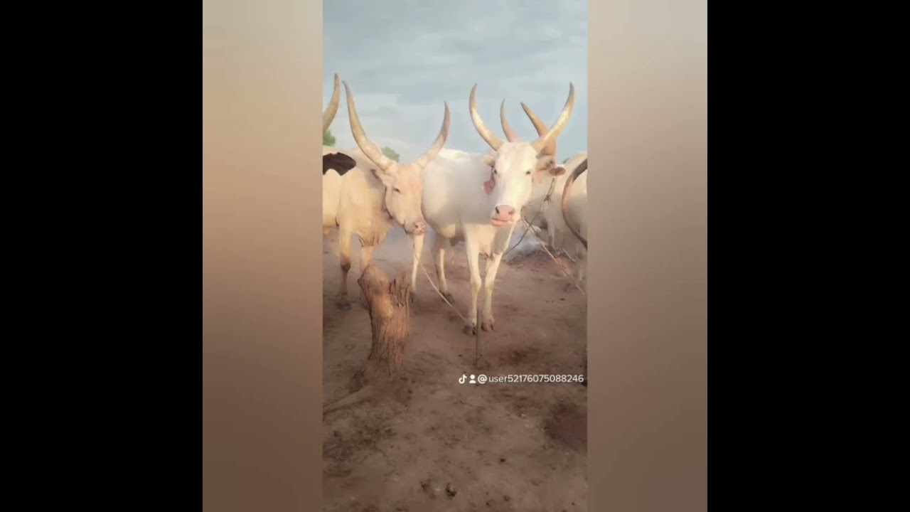 diet ke Biong ke Nai Aduong (mortong) Abii. traditional songs 🎵