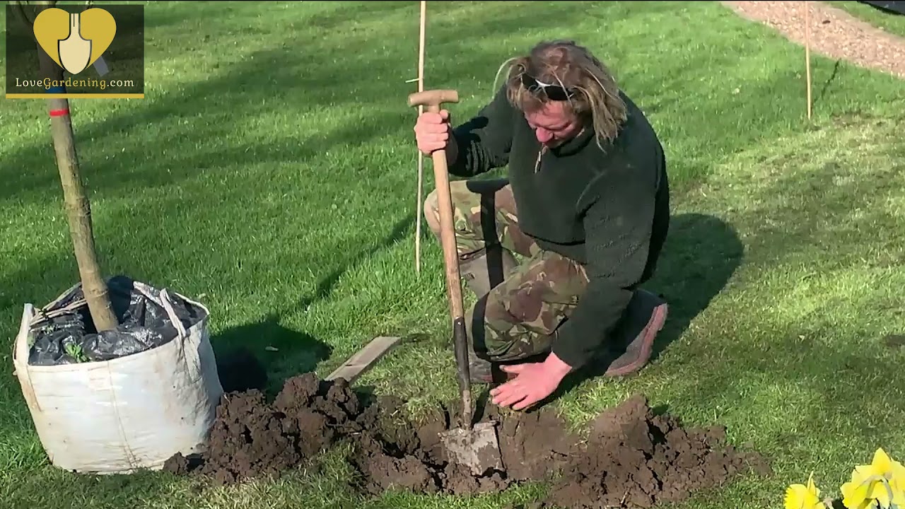 How to Pant & Stake a Mature Tree with Chris Myers