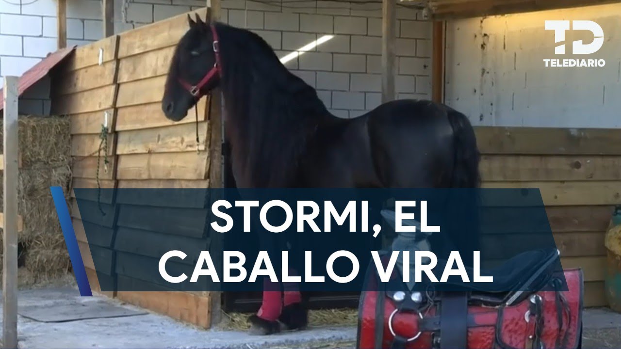 La historia de Stormi, el caballo que se hizo viral por recorrer calles de Monterrey