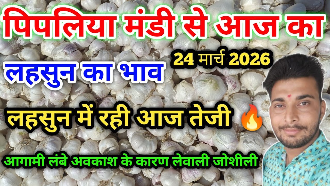 नई देशी ऊटी लहसुन भाव पिपलिया मंडी New Garlic Price Today Pipliya Mandi March 24, 2026