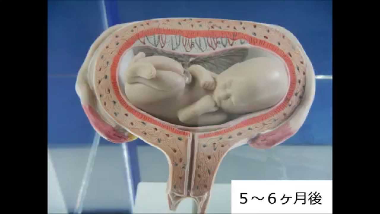 ヒトの胎児の成長