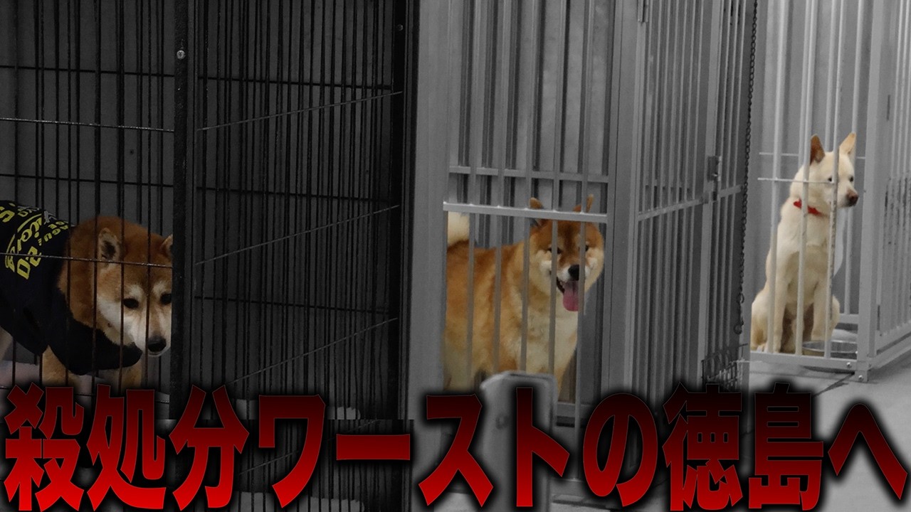 【無責任だろ】咬傷犬＆捨て犬が大量発生！殺処分が最高レベルの徳島をドリームボックス停止し殺処分0へ【保護犬レスキュー】