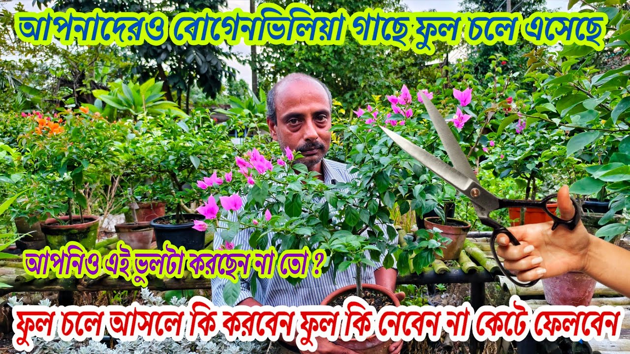 এই সময় বোগেনভিলিয়া গাছে ফুল চলে আসলে কি করনীয় আপনিও এই ভুলটা করছেন না তো/Bougainville plant care 