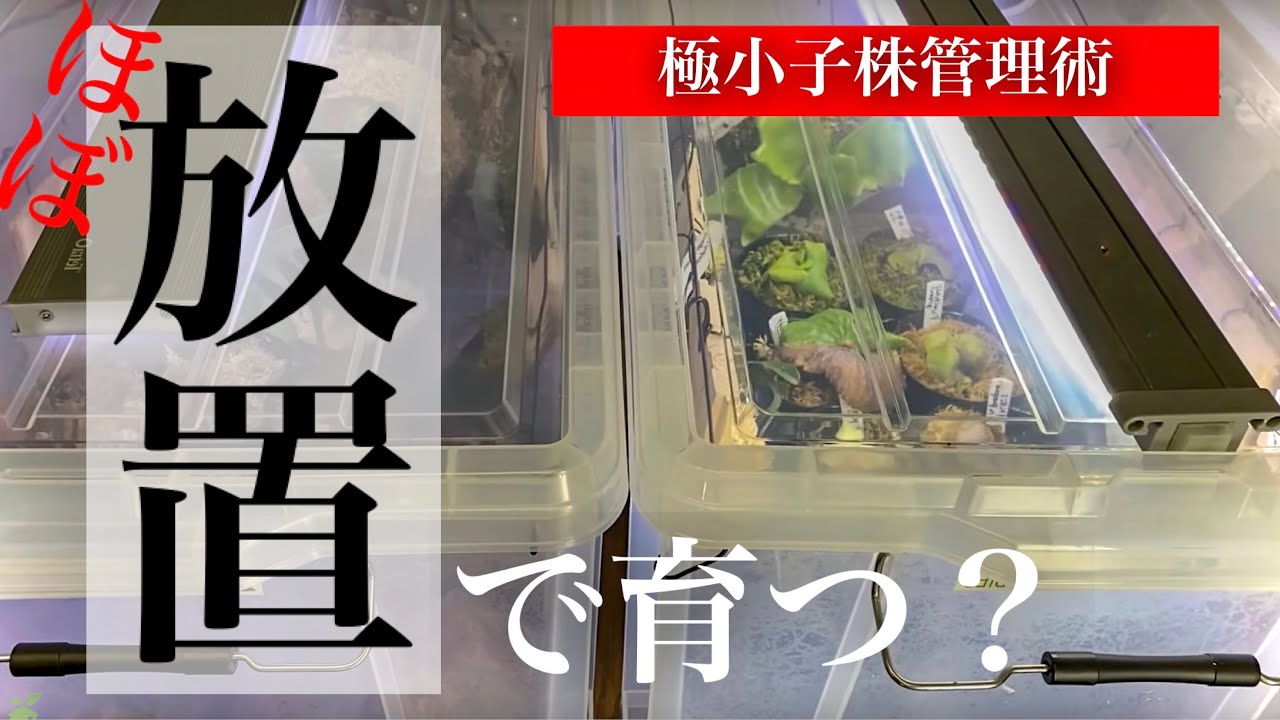 【コツ要らず】ビカクシダの子株が育つ【高湿度管理】