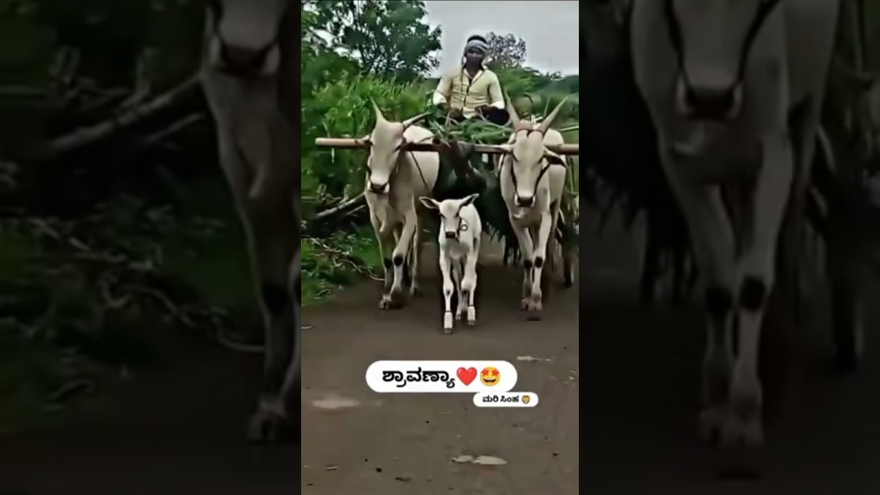 ❤️&zwj;🔥💪ಎತ್ತುಗಳು ಜೋತೆ ಕರು ಹೆಂಗ್ ಬರ್ತಾದ ನೋಡ್ರಿ 👈💥 #viralshort #folkjanapada #trendingshorts #bull