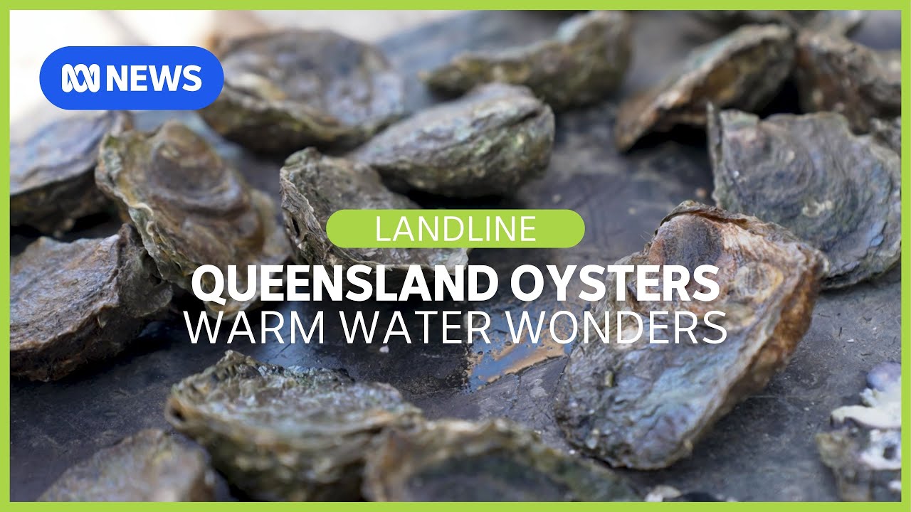 Warm Water Wonders: How Queensland oysters could revitalize the industry | Landline | ABC News