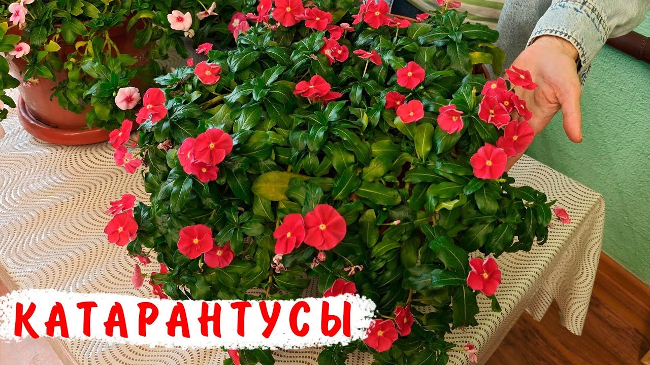 Почему ампельные катарантусы надо сохранять в зиму! Черенки катарантусов