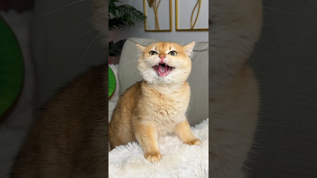 My cat knows what love is❤️🥹 #cat #cats