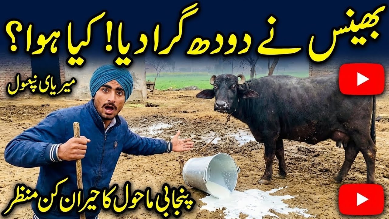 گاؤں کی سادہ زندگی | پنجابی کلچر میں بھینس کا دودھ دوہنے کا منظر 🐃🥛@Culture16g 