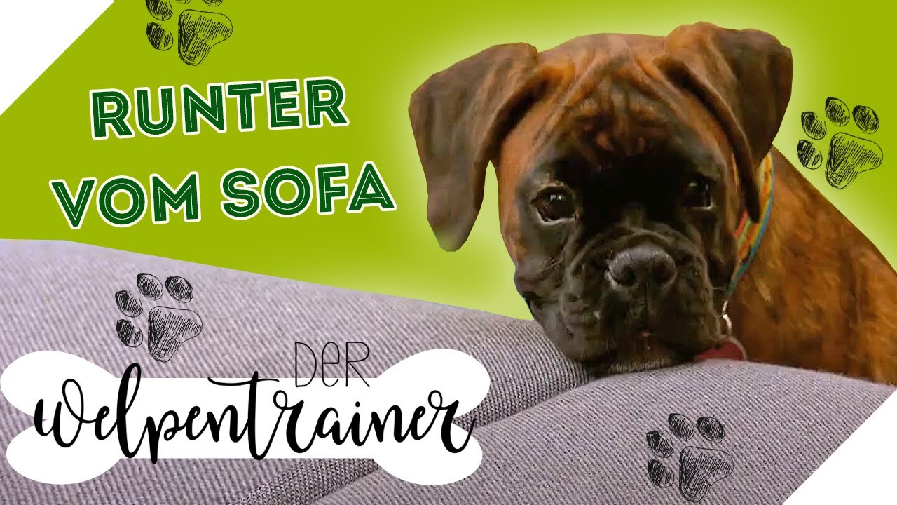 COUCHVERBOT! 🚫 So springt dein Hund nicht auf das Sofa | Der Welpentrainer | sixx