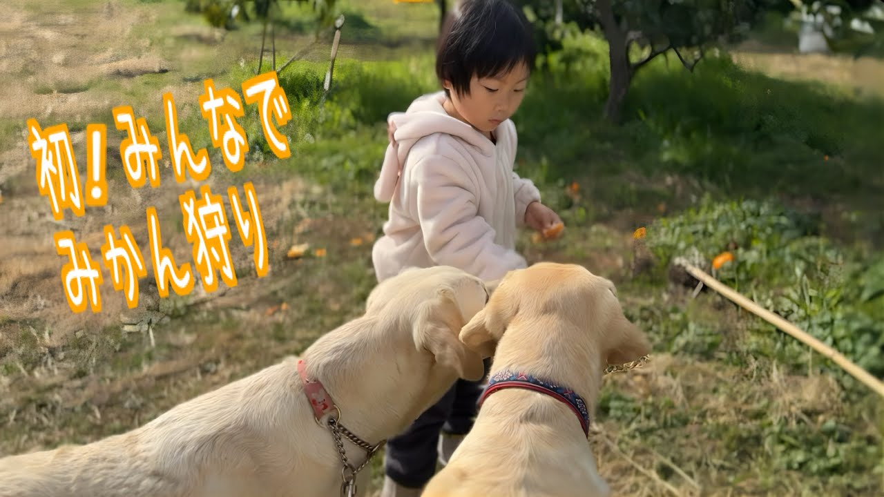 犬連れOK！のみかん狩りに行ってきました！　千葉県 南房総🐕