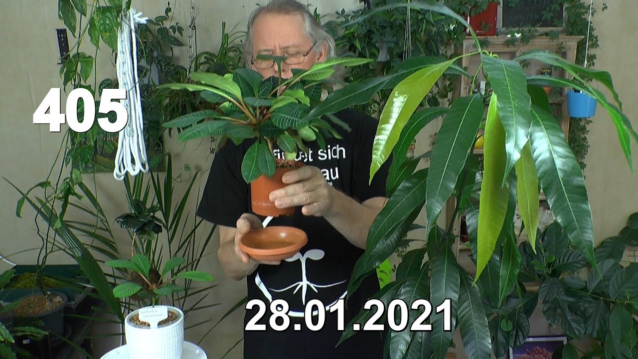 Plumeria Frangipani rubra nach der Keimung. Spuckpalme umpflanzen und Pflege und Roomtour