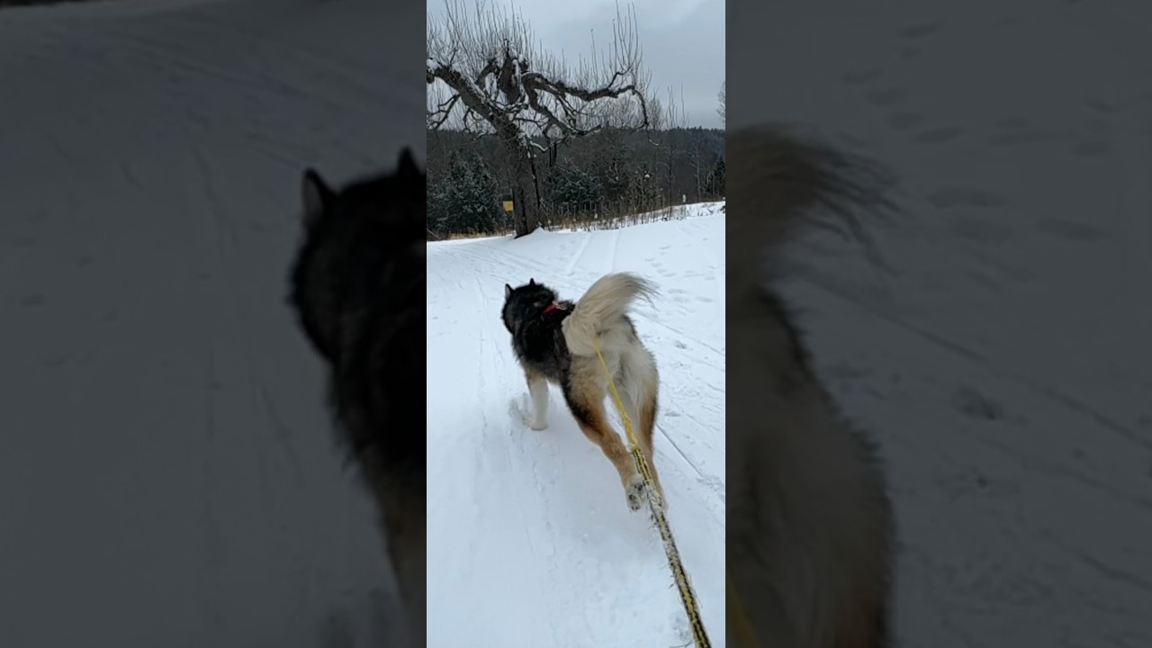 Giant Sled Dog Skiing 🎿#live #dogs #sports #nature