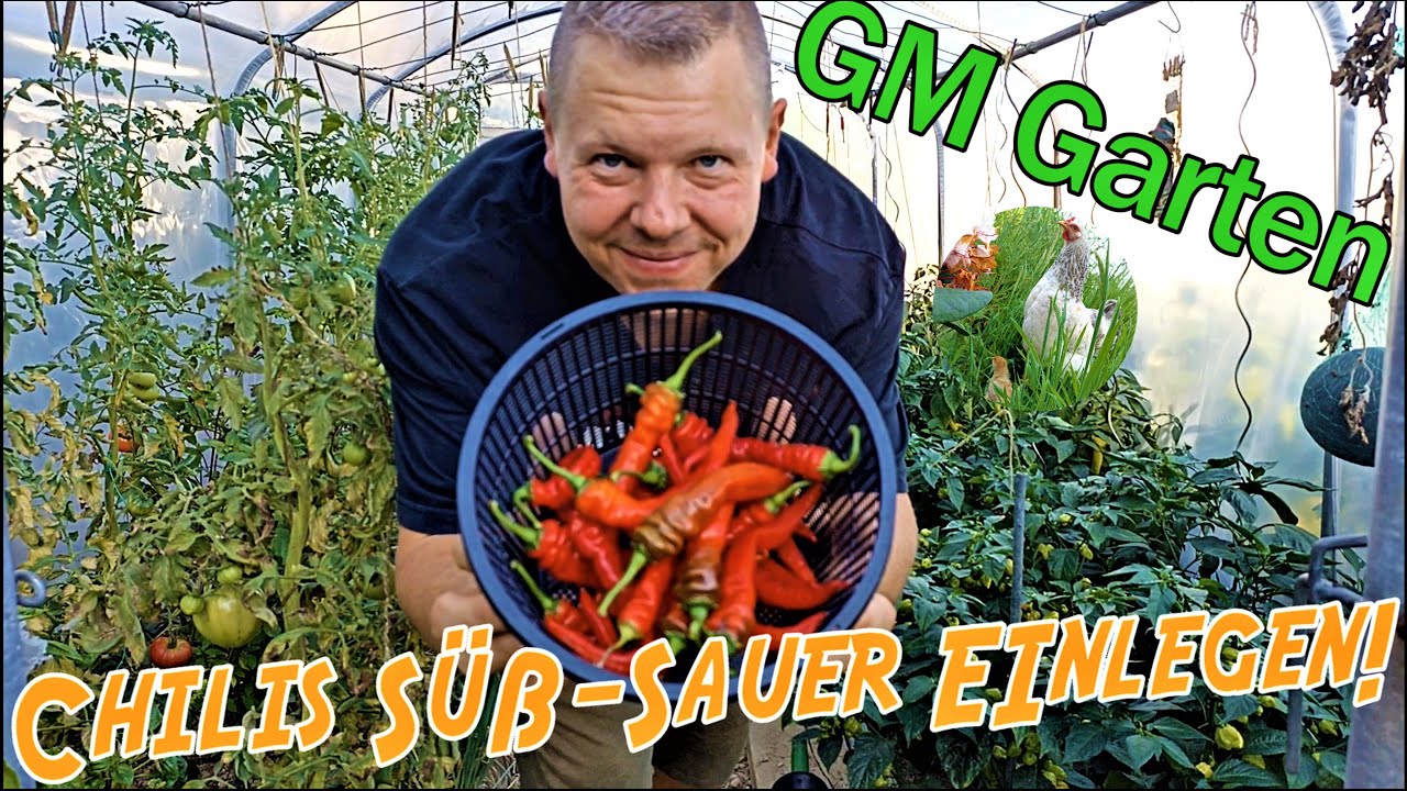 Chilis Süß-Sauer Einlegen! Einfaches, geniales Rezept!