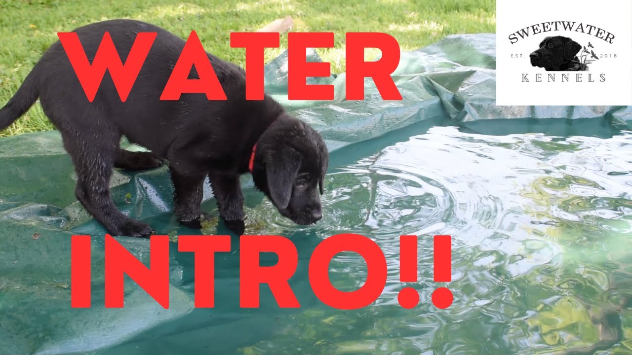 Introducing our Puppies to Water!