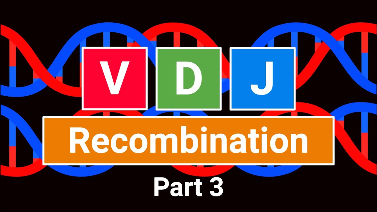 5.3 Рекомбинация VDJ, часть 3 (Иммунология 2025)