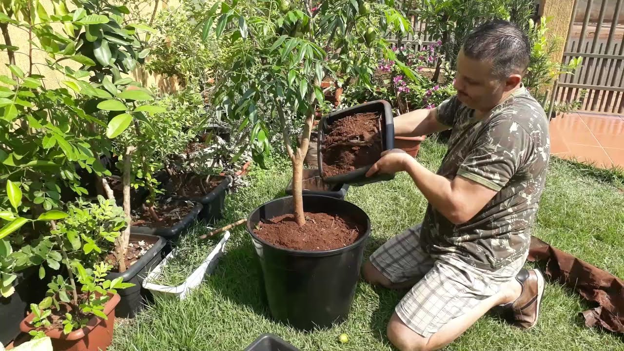 CAJÁ-MANGA ANÃ (ou CAJÁ-MANGA ANÃO) REPLANTADA EM VASO: cuidados e procedimentos.