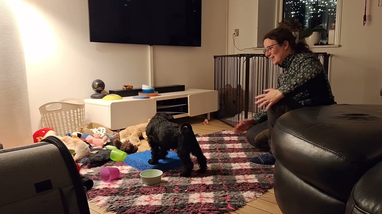 Alma - Novice Trick Dog 