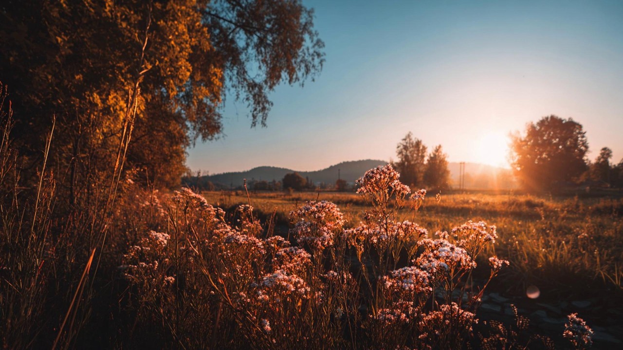 you found this peaceful playlist for a reason ✨ calm piano for reading & studying