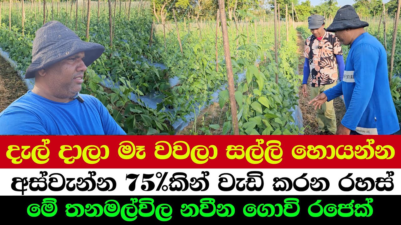 These Modern Farming Tricks Increased Harvest by 75%