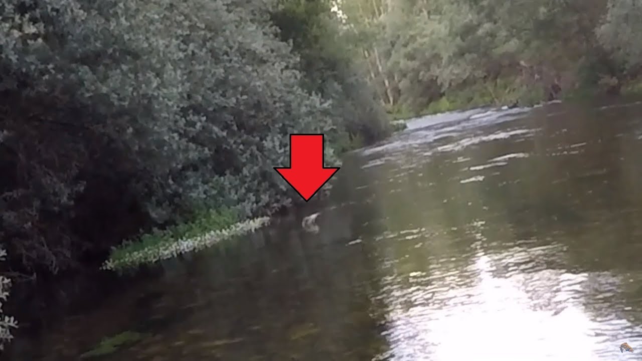 Pesca de la trucha [ Rio Sil ] : Dehesas ( el bierzo ) pescando con un suscriptor