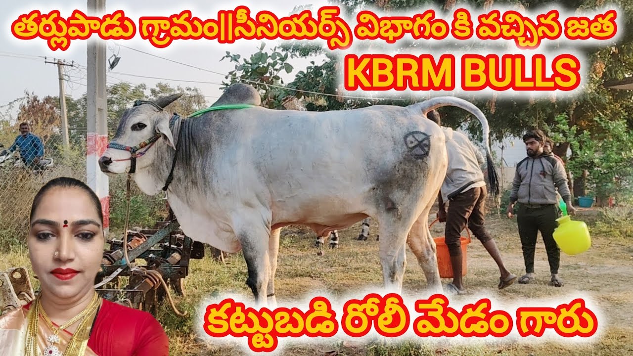తర్లుపాడు గ్రామం||సీనియర్స్ విభాగం కి వచ్చిన జత KBRM BULLS కట్టుబడి రోలీ మేడం గారు 7-2-2026💥💥