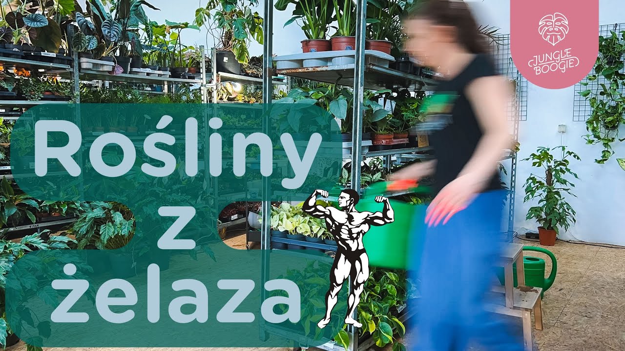 Zdradzamy sekret: te rośliny najlepiej znoszą transport i są bezproblemowe // Top 5 żelaznych roślin
