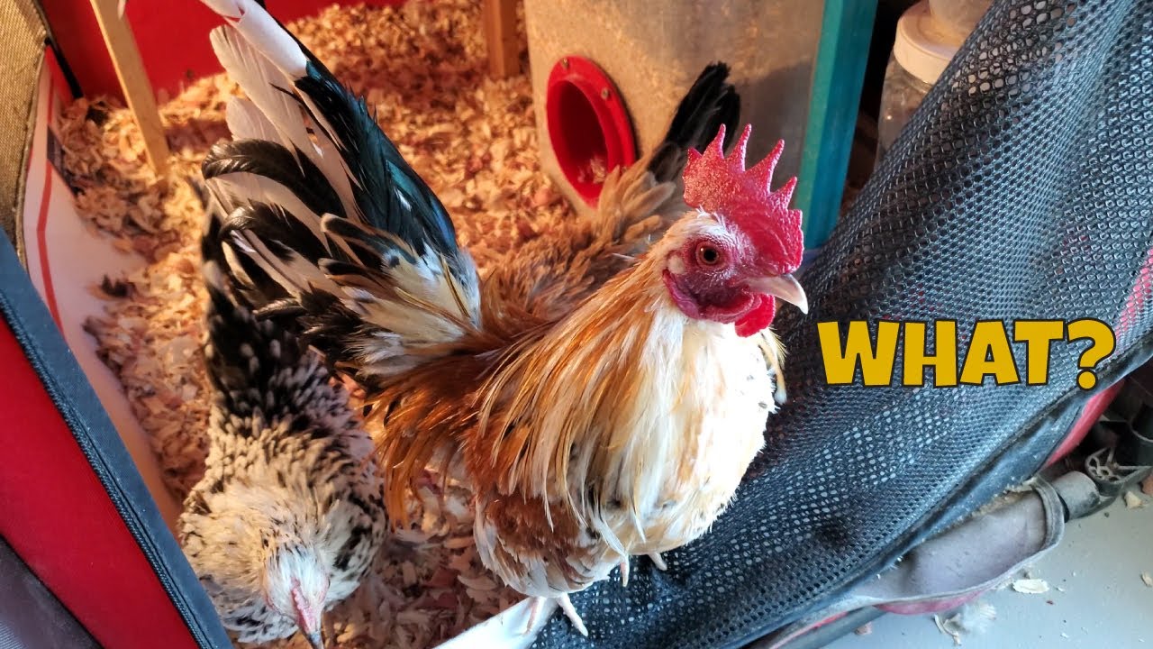 🐓 Miniature Chickens as Indoor Pets? 🐓 Popcorn Treat Reaction 🐤