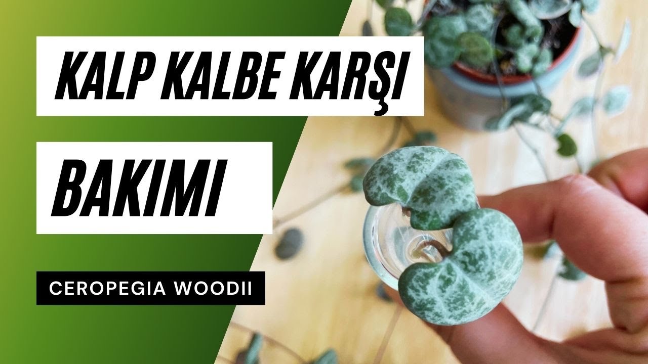 Ceropegia woodii / Kalp Kalbe Karşı Çiçeği Bakımı 🧡 | Ev Yeşili