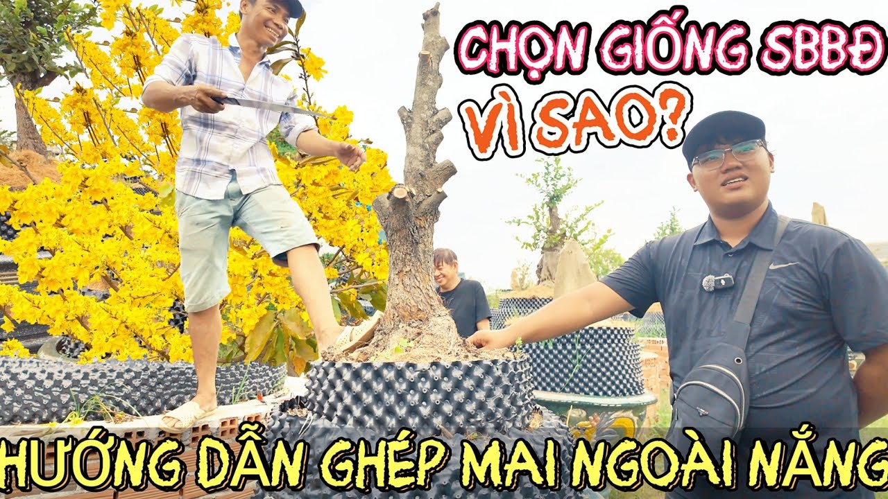 Hướng dẫn cách ghép mai để ngoài nắng và lý do An Khang chọn giống SBBĐ ghép vườn khủng nhất Hóc Môn