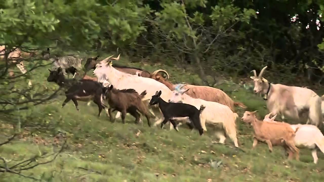 Илија Ѓорѓевиќ - Успешен пример за враќање од град во село - ТВ НОВА 05.05.2016