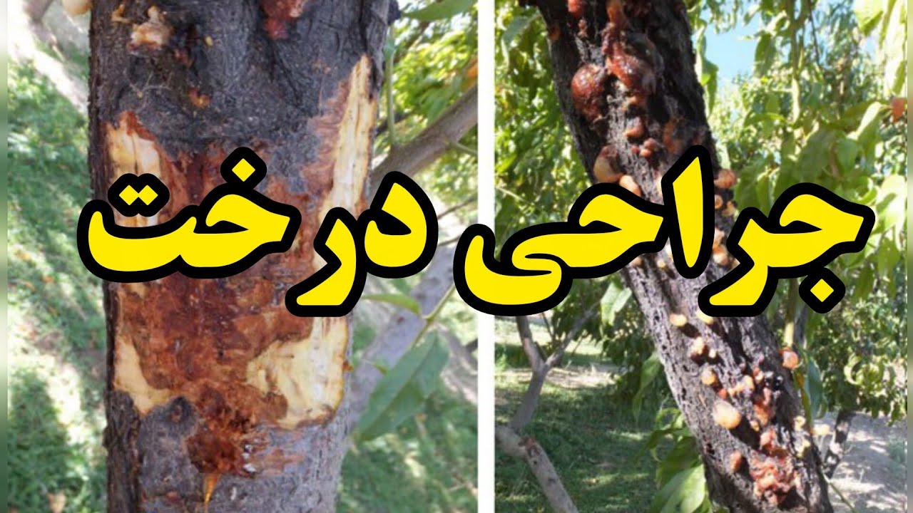 درمان قطعی شانکر و صمغ درخت 🌳 (جراحی یا سمپاشی؟)