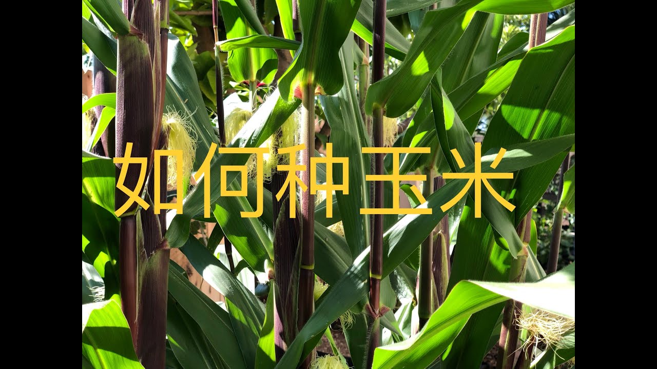 【种菜】如何种玉米 (How to grow corn)
