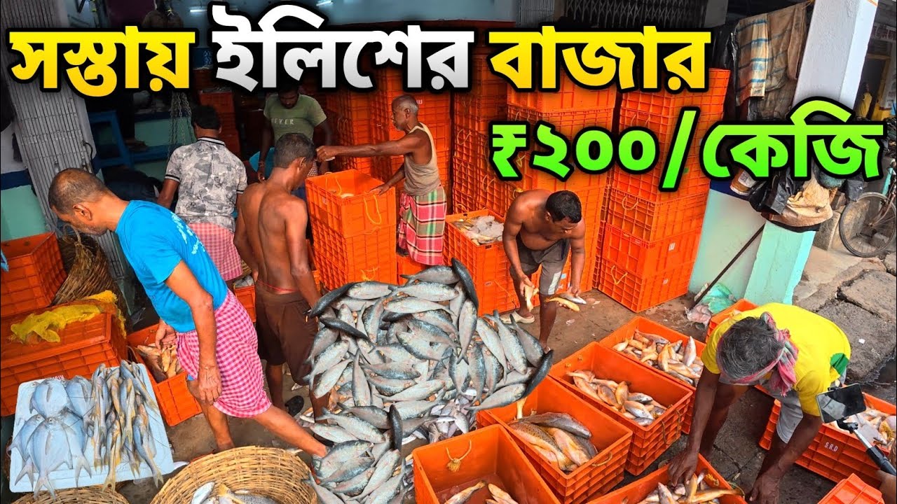 50 টাকা কেজি 😲 থেকে মাছের শুরু এখানে | বৃহত্তম ইলিশের বাজার | largest fish market : Nagendrabazar