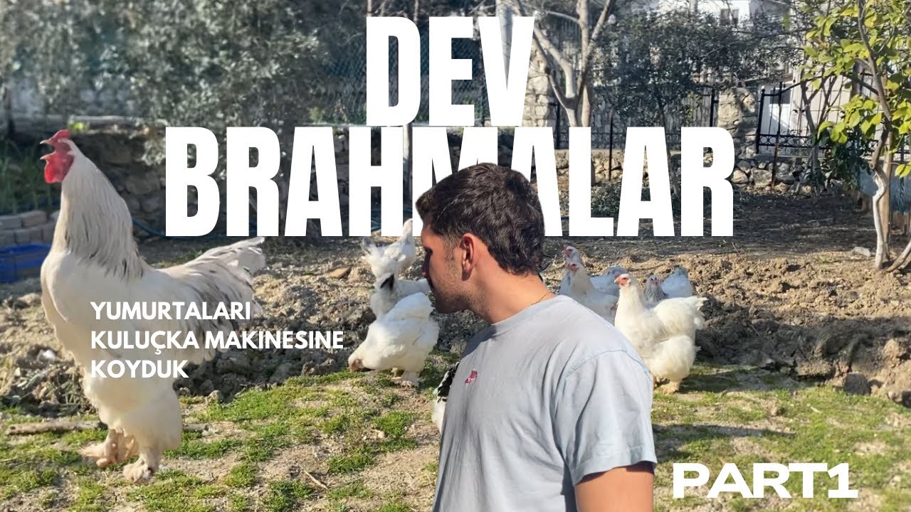 YUMURTLARI KULUÇKAYA YATIRDIK & DEV BRAHMALAR 